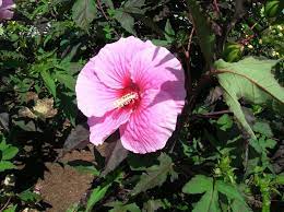 Learn How To Grow And Care For Perennial Hardy Hibiscus Includes Tips On Planting Growing Variety Selecti Hardy Hibiscus Growing Hibiscus Hibiscus Tree Care