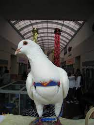 The Rescue Report Pigeons As Indoor Pets The Miracle Of Pigeon Pants