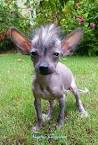 9 Hairless Dog Breeds - Barking Royalty