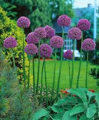 Allium Gladiator Flower Bulbs From Spalding Bulb Bulb Flowers Planting Bulbs Crocus Bulbs