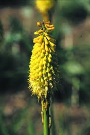 Image result for Kniphofia princeae