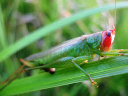 Image result for Erythrocephalum