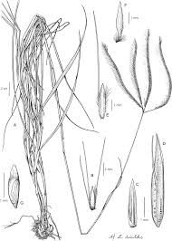 Image result for Ctenium