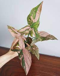 Pearl On Instagram For All The Pink Plant Lovers This Week S Rare Plant Update Is Syngonium Pink Splash Only 3 Availa Plants Pink Plant Rare Plants
