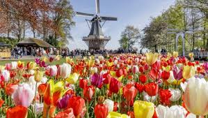 Der botanische garten der universität basel wurde 1589 von caspar bauhin gegründet und befand sich ursprünglich unterhalb der heutigen alten universität beim rheinsprung. Keukenhof Gardens In Holland Opening Hours Prices And Travel Directions