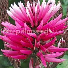 Hours may change under current circumstances Erythrina Amazonica Amazon Coral Tree Buy Seeds At Rarepalmseeds Com