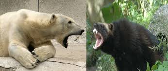 Maybe you would like to learn more about one of these? Wolverine Vs Polar Bear Fight Comparison