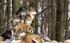 Search free wolf wallpaper wallpapers on zedge and personalize your phone to suit you. Page 3 Forest Wolves Hd Wallpapers Free Download Wallpaperbetter