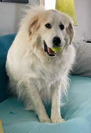 Do you have a white Golden Retriever? (I can't be the only one who hears  that!) : rgreatpyrenees