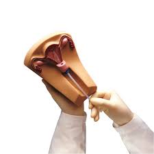 All sizes , shapes and models are available Health Education Products Sex Education Iud Training Model