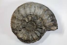 Image result for Pleioceras