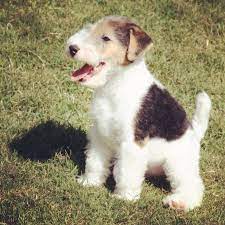 Pin By Tom Smith On My Style Fox Terrier Puppy Wire Fox Terrier Miniature Fox Terrier