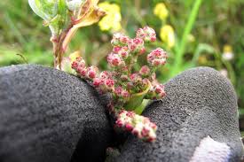 Image result for Chenopodiastrum