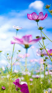 Modify the wallpaper to fit your screen. 40 Best Phone Wallpapers Collection Flower Phone Wallpaper Purple Flowers Wallpaper Hd Flower Wallpaper