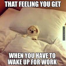 Work Meme Google Search Funny Animals Animal Memes Animals