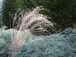 Image result for Schizachyrium