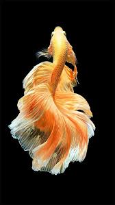 Hd High Definition Wallpaper Betta Fish Beautiful Fish Betta Fish Types