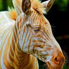 I Don T Even Know What S Right Anymore 31 Photos Albino Animals Rare Animals Golden Zebra