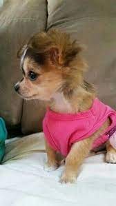 Decoiffe Perro De Bolsillo Animales Bonitos Perros Chihuahua