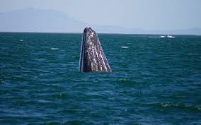The best whale watching in baja california sur according to viator travelers are what whale watching in baja california sur are taking additional safety precautions? Baja California Whale Watching Grauwale Spielen Mit Dir In Freier Wildbahn Passenger On Earth
