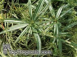 Image result for Cyperus sp. no. 1
