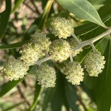 Image result for Conocarpus erectus