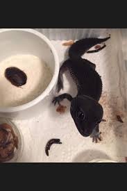 Black Gecko So Cute Looks Like A Little Dragon Cute Reptiles Reptile Room Leopard Gecko Cute