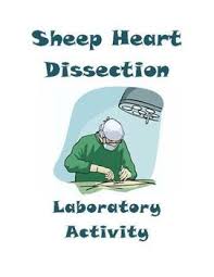 Sheep Heart Dissection Lab Anatomy And Physiology Dissection Lab Activities The Teacher Team