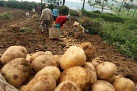 Tanaman kentang termasuk tanaman berkeping dua atau nama lainnya dikotil, tanaman ini merupakan tanaman semusim dan mempuyai kemampuan dalam berkembang biak secara vegetatif melalui umbi. Cara Budidaya Kentang Solanum Tuberosum L Praktis Dan Mudah