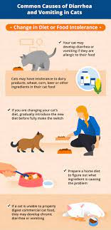 Causes Of Vomiting Diarrhea In Cats Canna Pet
