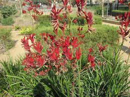 A Pause For Kangaroo Paws The Smarter Gardener