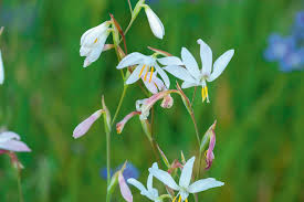 Image result for Hesperantha petitiana