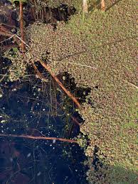 Image result for Azolla filiculoides