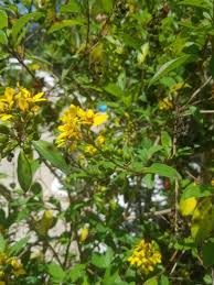 Image result for Ochna serrulata