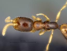 Image result for Dissotis speciosa