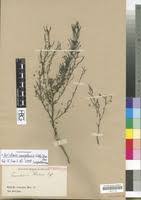 Image result for Anticharis senegalensis