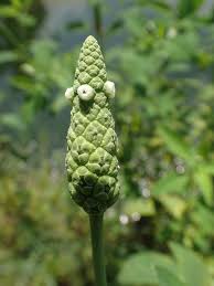 Image result for Sphenocleaceae