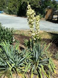 Image result for Yucca
