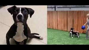 We are an all volunteer organization that rescues dogs of all ages but especially dogs 5 years of age and older. This Paralyzed Rescue Pup Just Received A Free Wheelchair And She S Up For Adoption Wthr Com