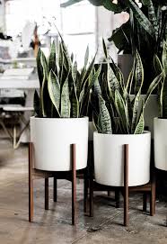 White Ceramic Cylinder With Wood Stand Ceramic Cylinder Jardimpaisagismo In 2020 Wohnzimmer Pflanzen Zimmerpflanzen Dekor Wohnung Pflanzen