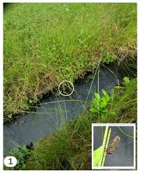 Image result for Habenaria rhopalostigma