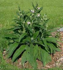 Nature sometimes has different ways of revealing itself. Comfrey Seed Symphytum Officinale Used As A Healing Herb For Centuries Caribbeangardenseed