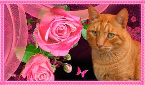 Gatos con rosas