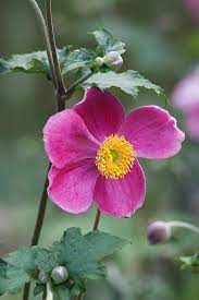 Buy Japanese Anemone Hupehensis Var Japonica Splendens Flower Farmer Botanical Flowers Anemone
