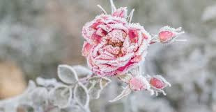 Que planter, récolter, que faire au jardin en janvier ?