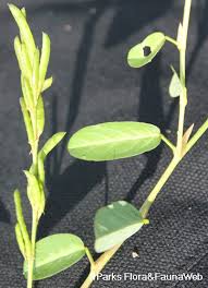 Image result for Alysicarpus