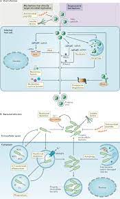 Constitutive Immune Mechanisms Mediators Of Host Defence And Immune Regulation Nature Reviews Immunology