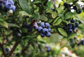 Pure elemental sulfur, or a commercial soil acidifier containing sulfur, is the most common treatment used to acidify soil for blueberries. Growing Blueberries In Western Washington Garden Notes Port Townsend Leader