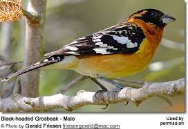Indigo bunting, oriole, scarlett tanager, red breasted grosbeak, yellow rumped warbler & yellow warbler. Black Headed Grosbeaks Beauty Of Birds