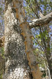 Image result for Harrisonia